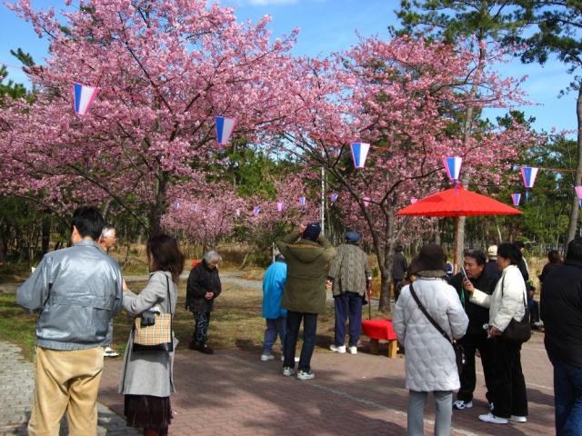 ★しらこ温泉桜祭り★