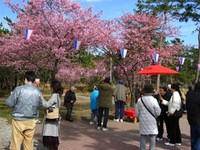 ★2月はいよいよ、しらこ温泉桜祭りです★