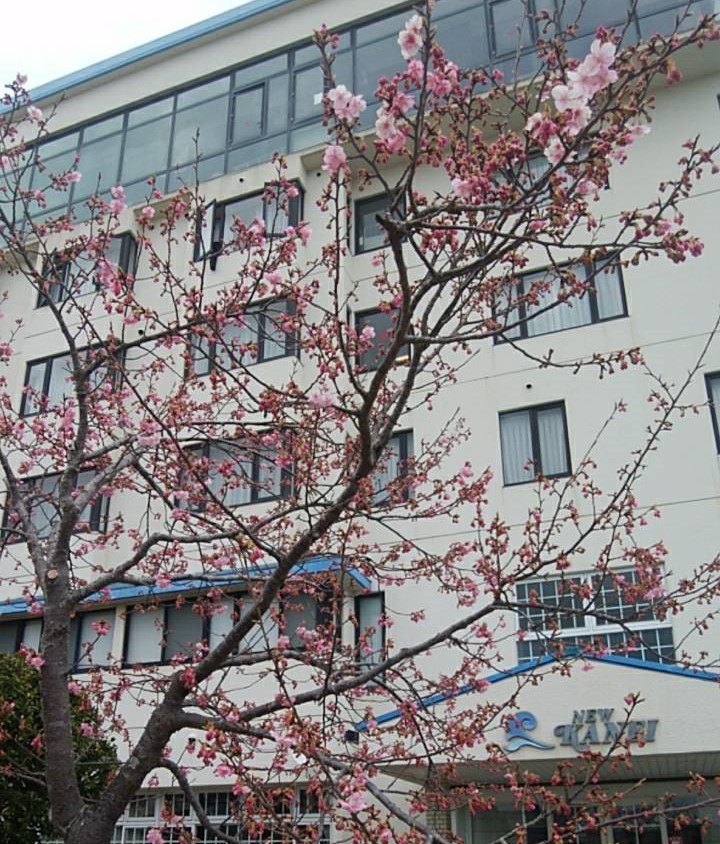 ★本日の白子桜の開花状況★