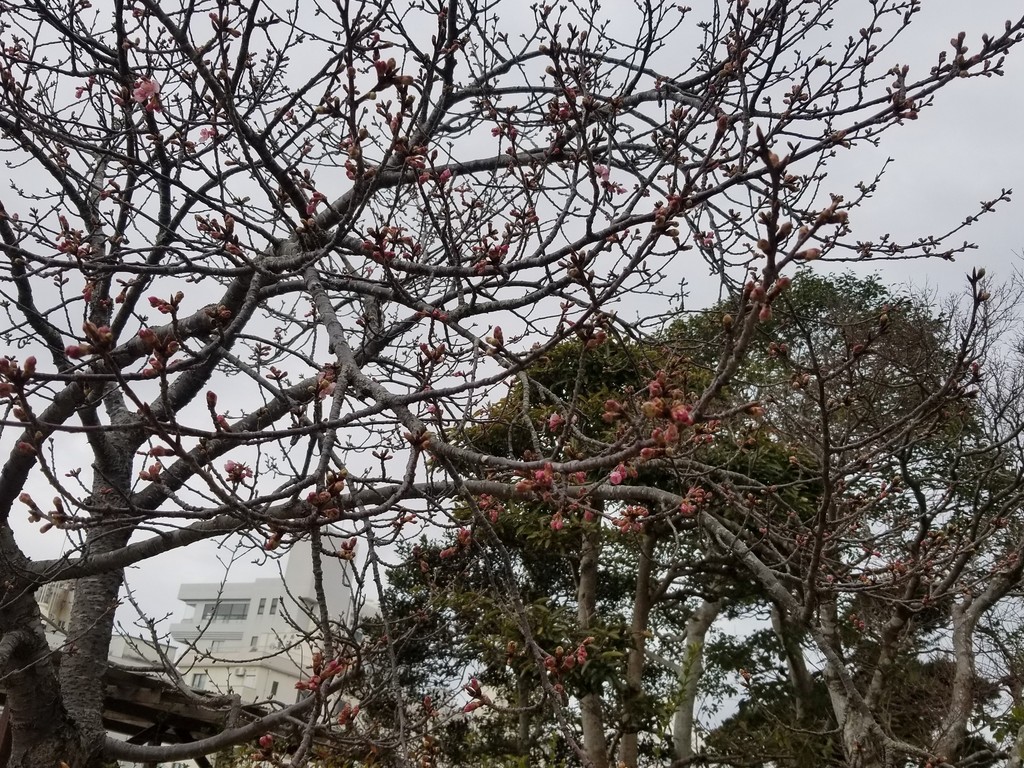 今日の桜　２月１９日