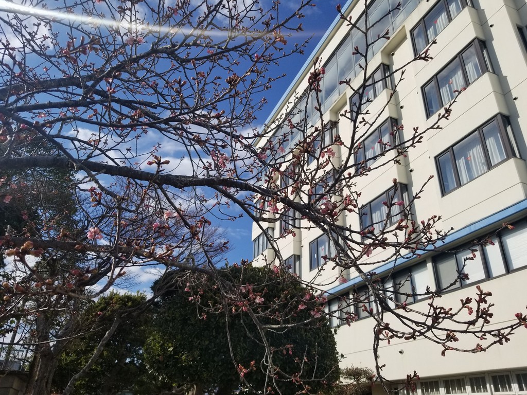 今日の桜　２月23日