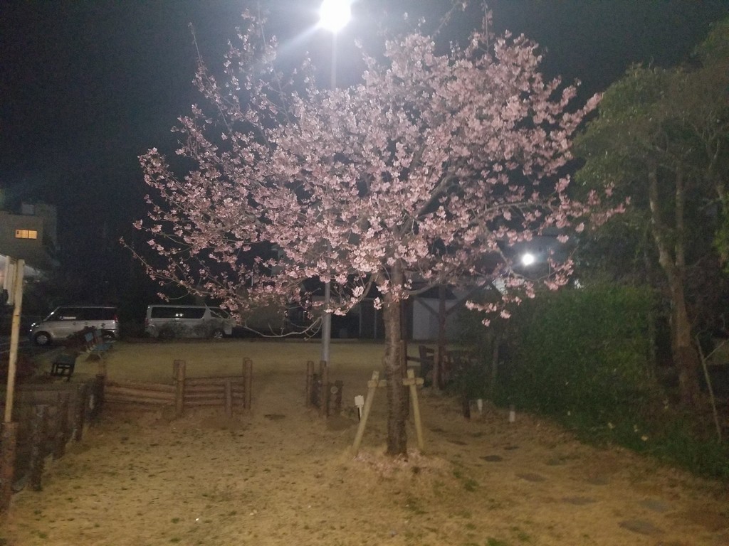 今日の桜　3月5日