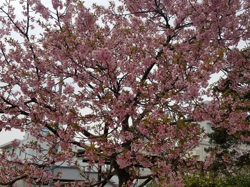 今日の桜！少し葉が見えてきたかな・・・
