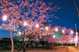 明日から開催☆しらこ温泉桜祭り